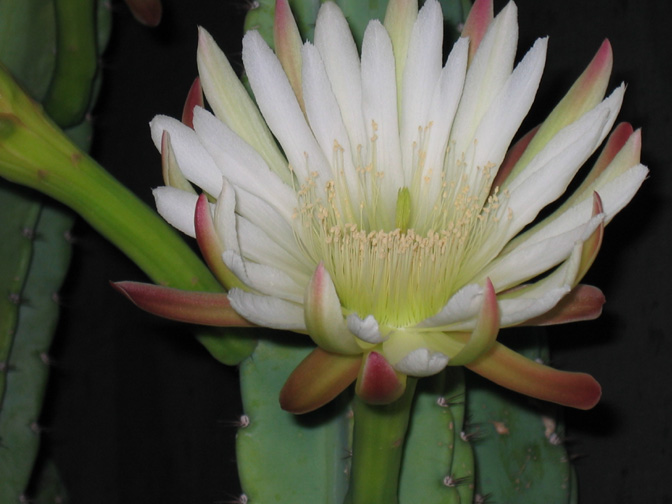Cactusflower3.jpg