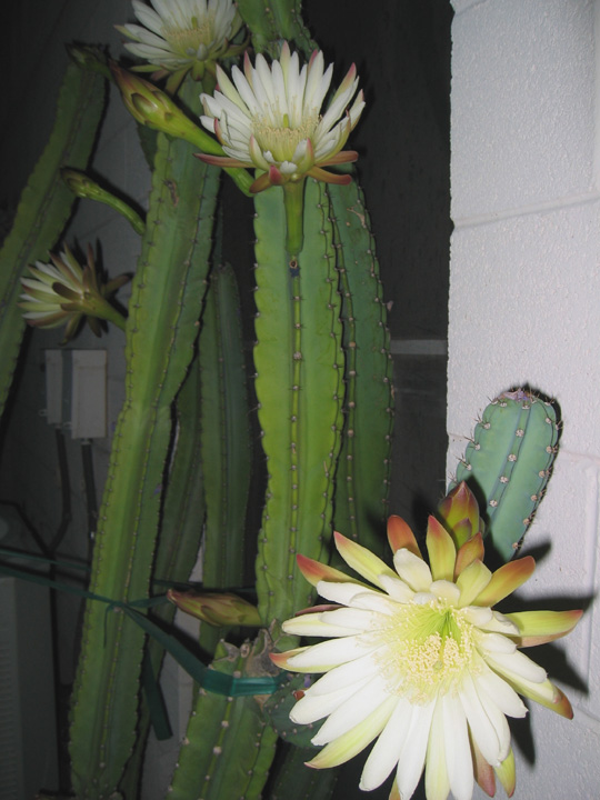 cactusflower2.jpg