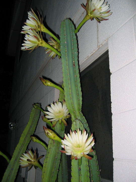 Cactusflower1.jpg
