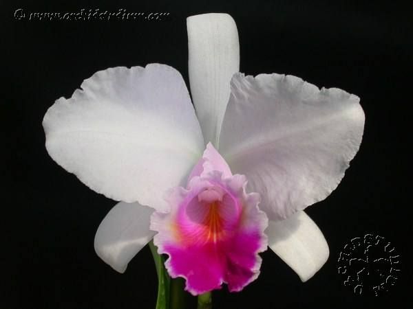 Cattleya candida.jpg