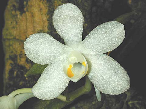 Amesiella-hoalan.jpg