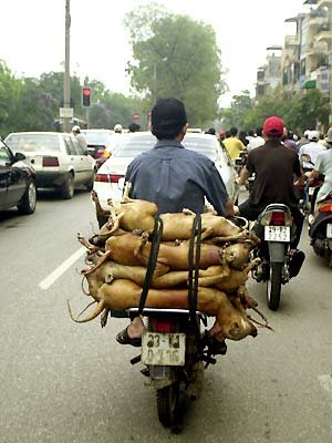 Nai Đồng Quê